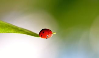 Ladybug macro photo