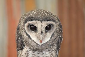 portrait of an australian owl