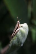 Cricket Grasshopper