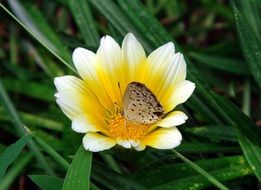 Butterfly With Transparent Wings on the yellow flower