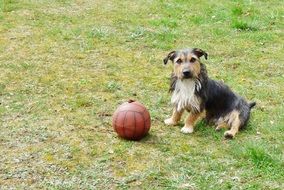 hairy shaggy dog ââwith a ball