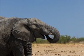 big elephant in safari