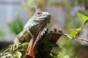 carnivorous reptile on a tree trunk