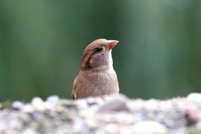 sparrow behind the stone