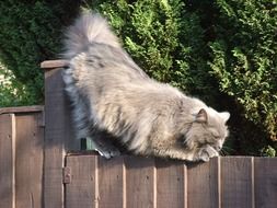 Grey fluffy cat is on a fence