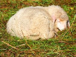 a sheep sleeping on green grass