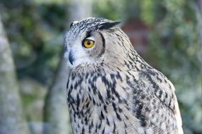 cute lovely Owl WildBird