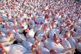 white turkey on a farm