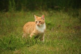 domestic red tomcat