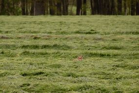 Young Fox in the grass among the fields