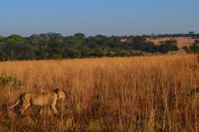 wild lion in africa