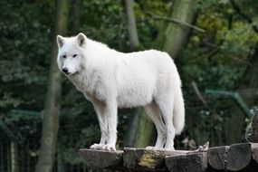 white wolf on a raised platform