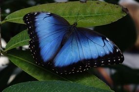 blue black butterfly