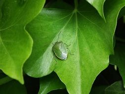 green beetle on a green leaf in nature
