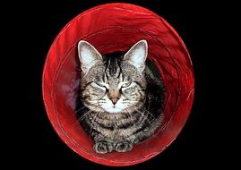 cat sleeping in red basket