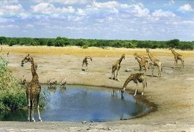 drinking water giraffes in Kenya