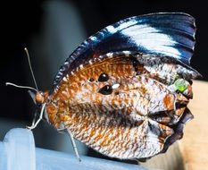 young just hatched butterfly close-up on blurred background