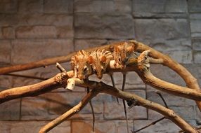 Cute mice animals