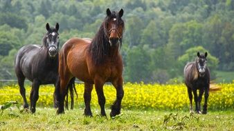 unique Horses Animals