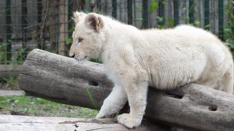 lion cub on a log in the zoo