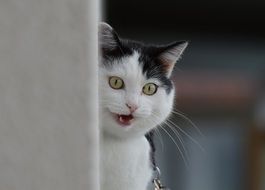 domestic cat near the house