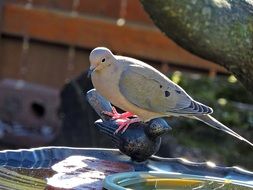 Mourning Dove