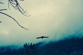 Raven Wild