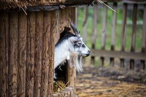 black and white goat peeks out of a woodshed