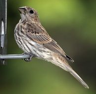 Ruby Finch Bird Wildlife portrait