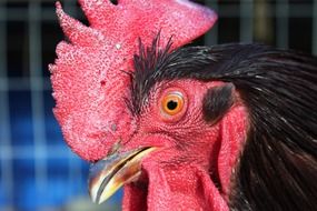 red comb of black rooster close-up on blurred background