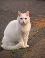 white cat is sitting on the pavement