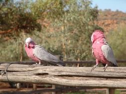 pink cockatoo or galah