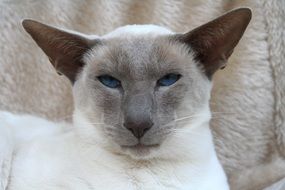 Siamese cat with blue eyes and pointed ears