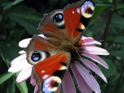 bright spotted butterfly on a flower close-up