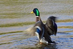 duck with raised wings on the water