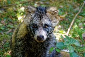 wondrous Raccoon Dog