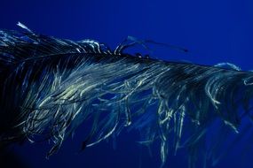 ostrich feather on a dark blue background