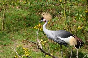 Colorful pleasing Crane Bird among the colorful plants