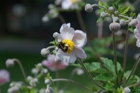 Blossom Purple and Insect