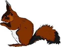 drawing of a red squirrel on a white background