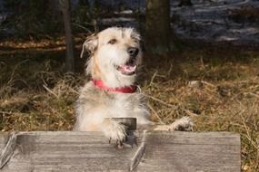 domestic mongrel outdoor