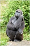 black gorilla sits on a stone