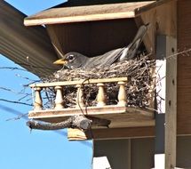 Bird Robin Nest