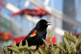 red-winged blackbird on a green bush