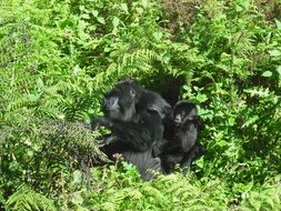 wild Black Gorilla in Africa