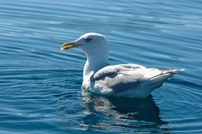 closeup photo of swimming seagull in water