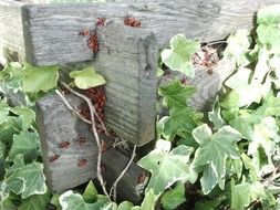 Ivy Beetle Red Compost