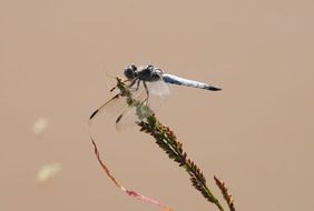 dragonfly on a green spikelet