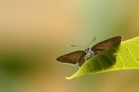 butterfly on a leaf on a blurred background