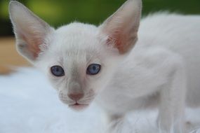 portrait of white siamese kitten